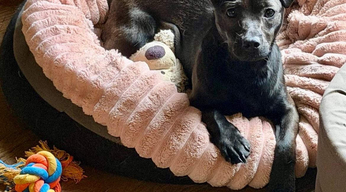Chiens à adopter